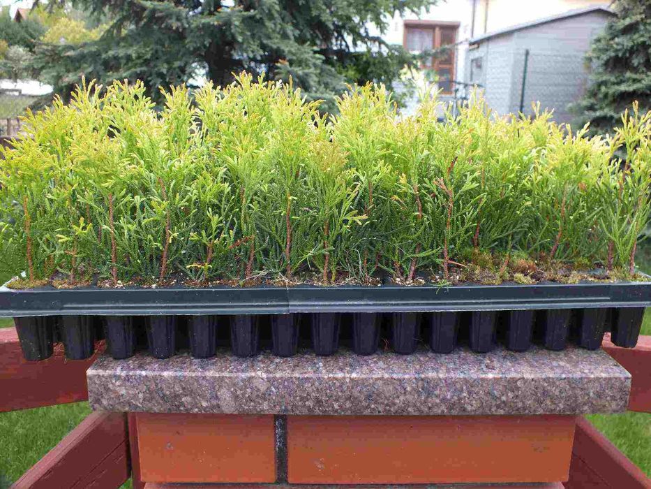 Туя Смарагд, Даника, друг в мултиплейта