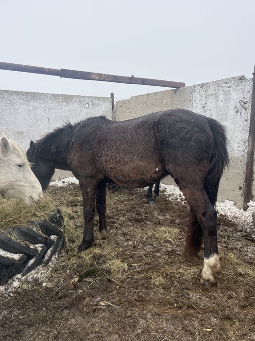 Продается кобылы,жеребцы,жеребята