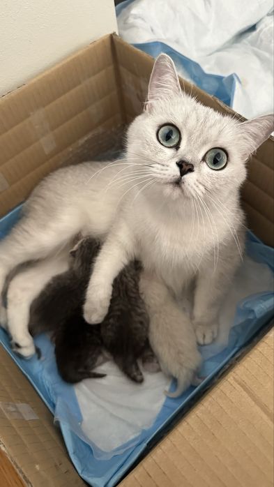 Pui British Shorthair