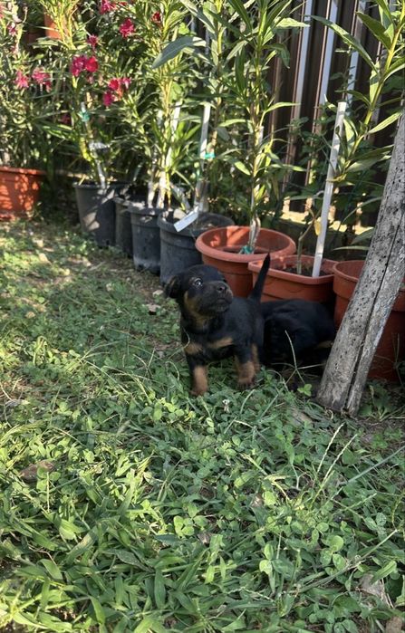 JagdTerrier German