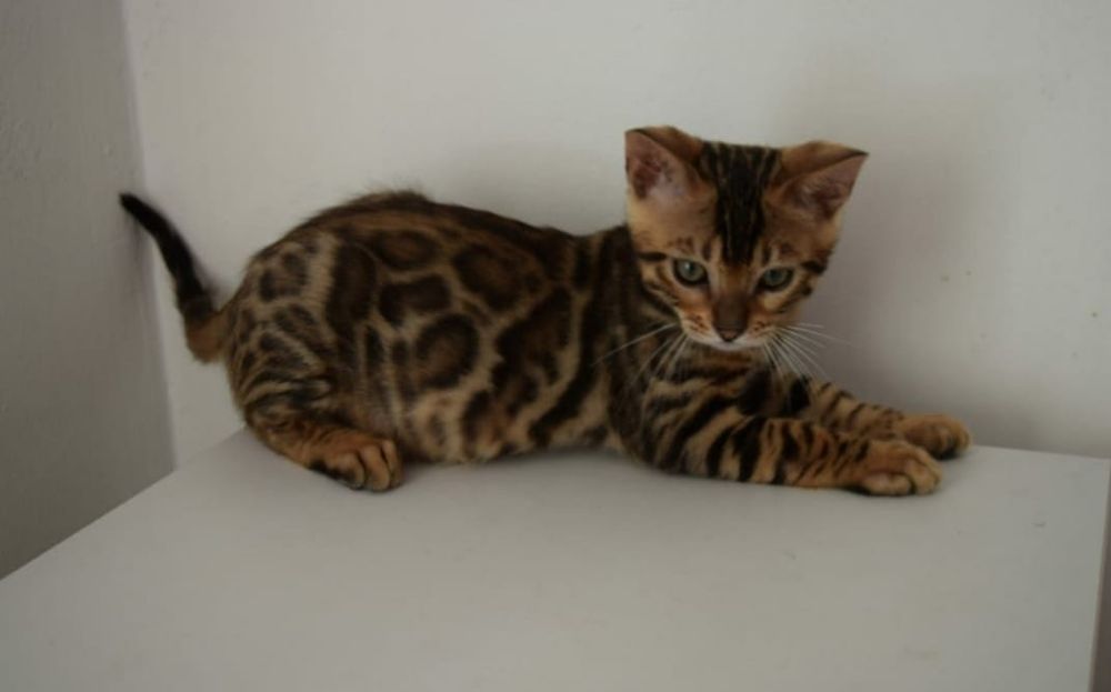 Бенгальские кошки