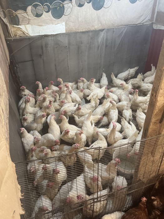 Продаются  куры несушки