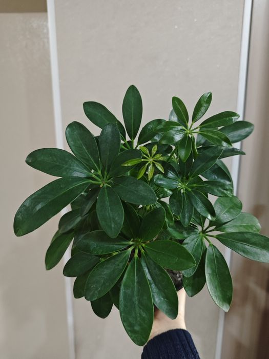 Продам.   Шефлеру