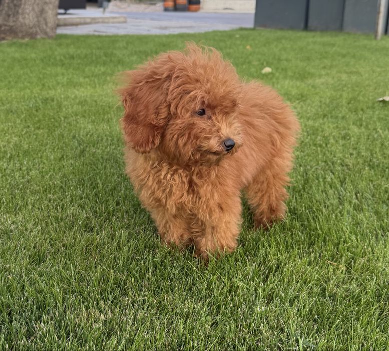 Чистокръвен Той пудел момченце - Toy Poodle