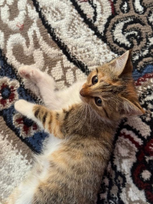 Mushukcha котята