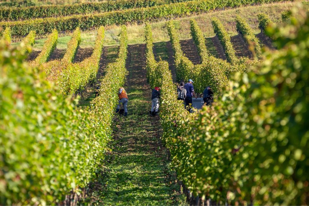 De vanzare struguri de vin