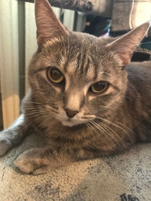 Потерялась кошка