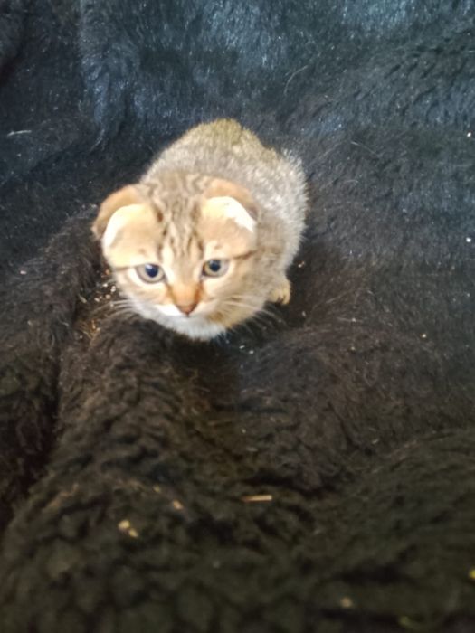 Котята в хорошие руки