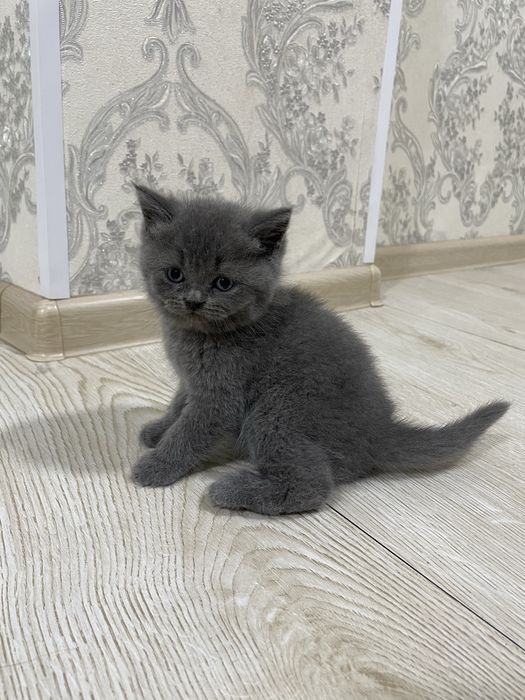 Британские котята