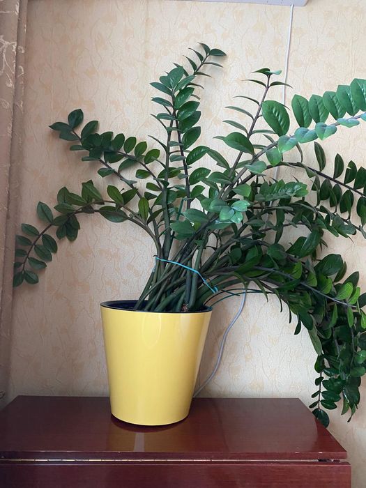 Продам комнатное растение