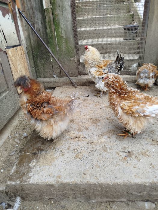 Vând găini frizate