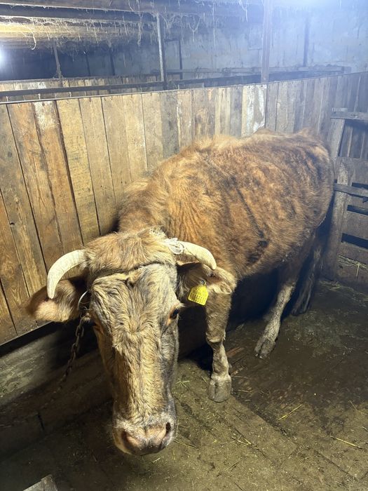 Семіз сиыр сатылады