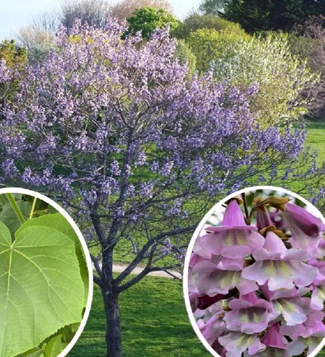 Paulownia Tomentosa Shoot Cu Flori Roz
