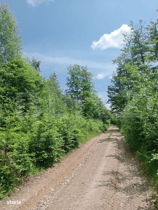 Teren intravilan de vanzare, 30.121 mp, Trancesti, Scarisoara