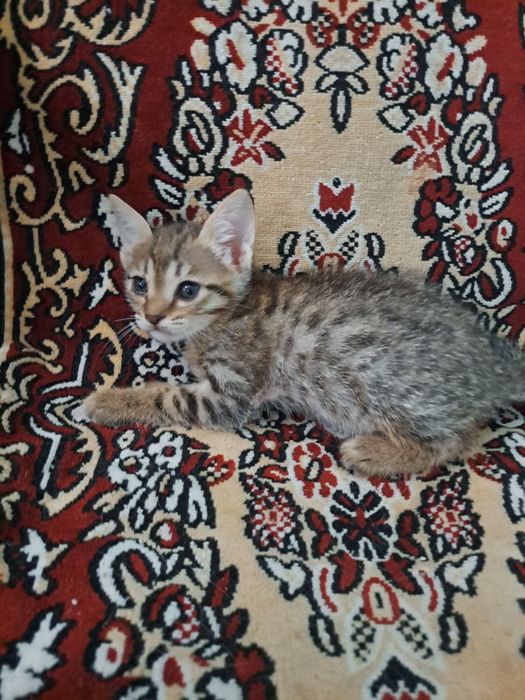 Отдам в хорошие, добрые руки
