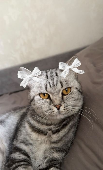 Отдам кошку в добрые руки
