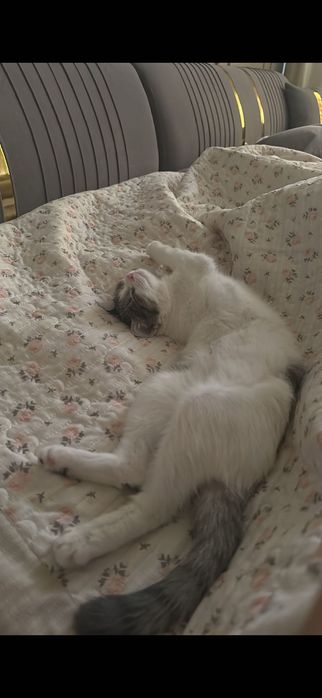 Ищу для кошки добрых хозяевов