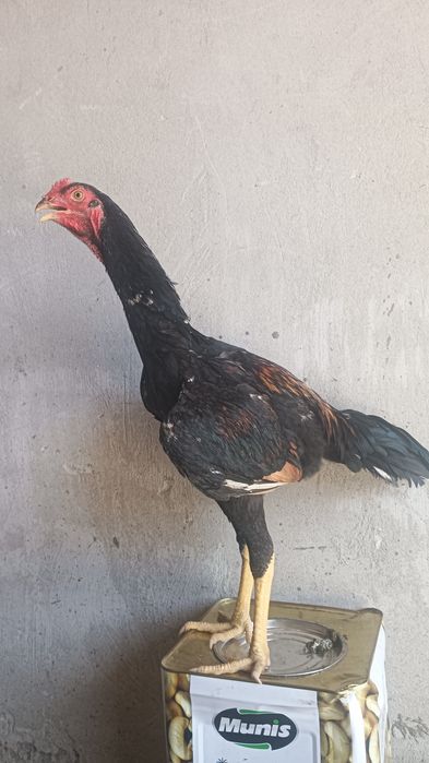 Хурозчп сотилади.