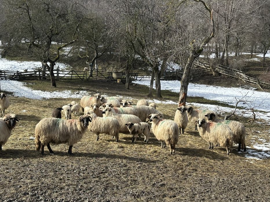 Oi de vinzare , 10 din 20 pe ales, 1500lei buc un pic negociabil