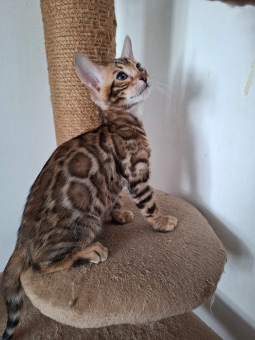 Продам бенгальского котенка. Девочка и мальчик.