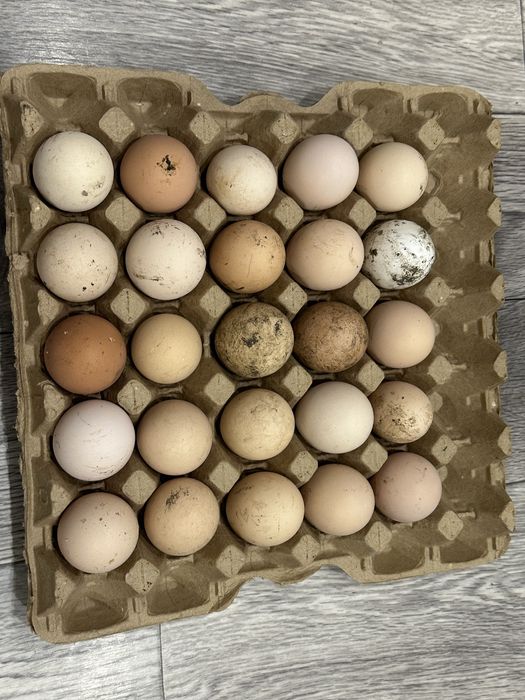 Инкубационные яйца кур микс