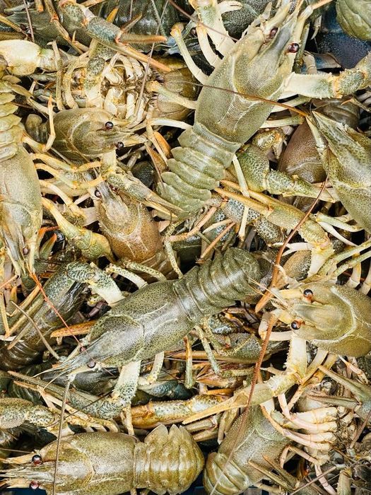 Царские раки живые