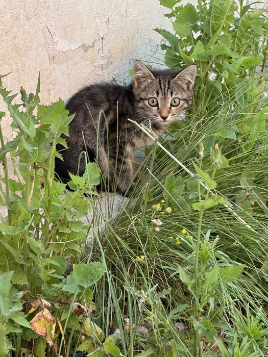 отдам котят, девочки