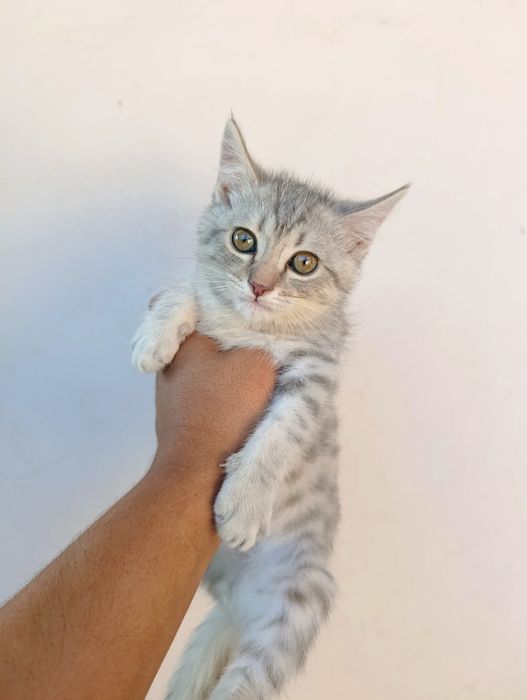 Продаю серебристого котёнка