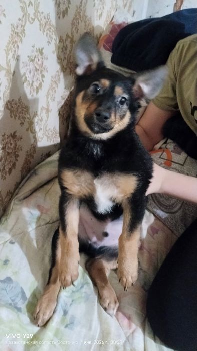 Отдам семью сабачек