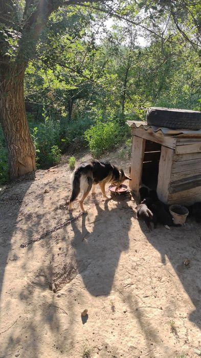 Продам щенкий от овчарки