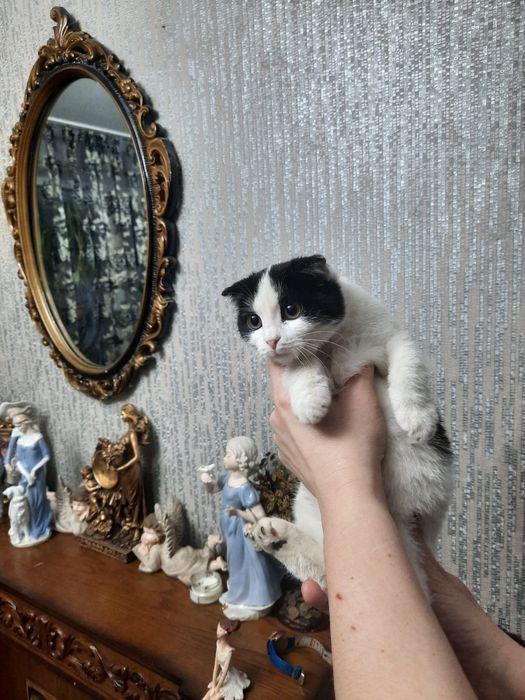 Милая кошечка ищет свою маму