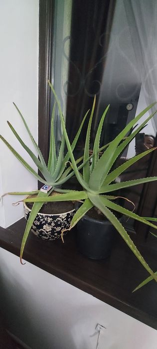 Алое вера для лечения