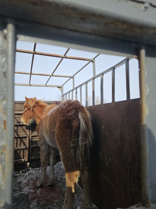 Продам жабағы ұрғашы!