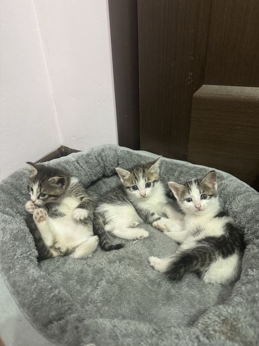 Отдам котят бесплатно, 1 мес.
