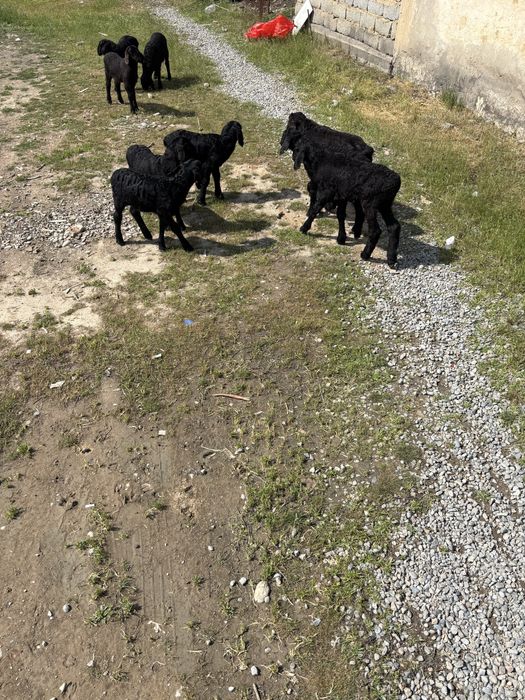 Қозылар срочно 10бас гисары