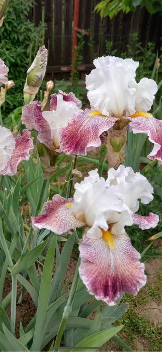 Bulbi de irisi 5 lei buc