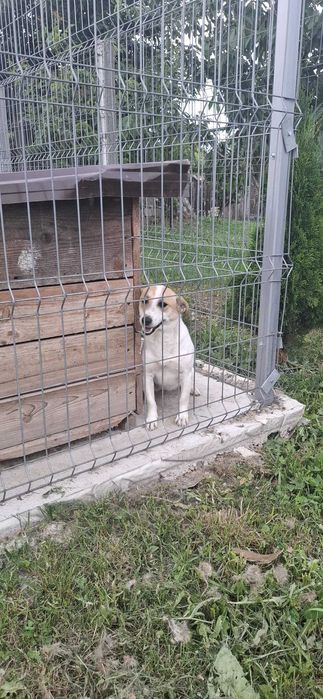 Cățeluși drăgălași