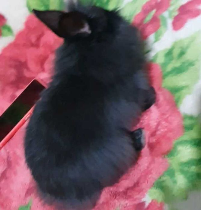 Animal de companie iepurași,rasă,cap de leu