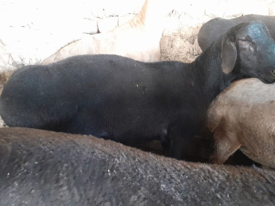 Кошкар сатылады 100 шт бордакы