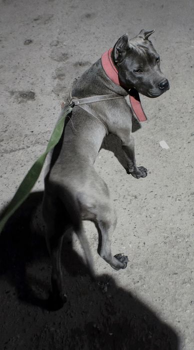 Щенки Питбультерьера