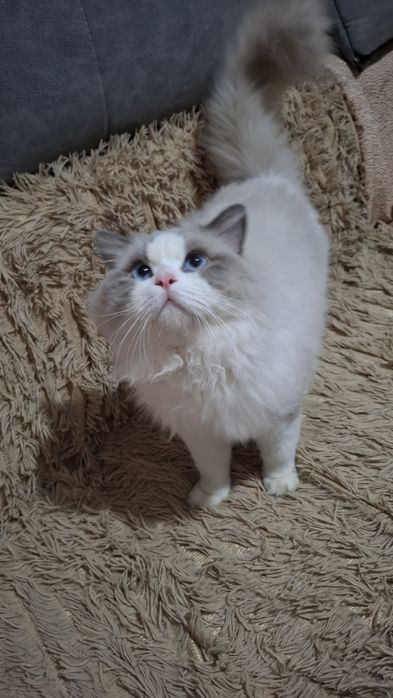 Котенок шотландская голубая