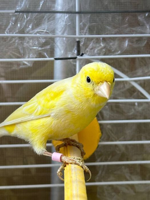 Канарейки и кенара