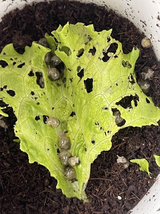 Ulitkala sotiladi radashka fulika albinosla