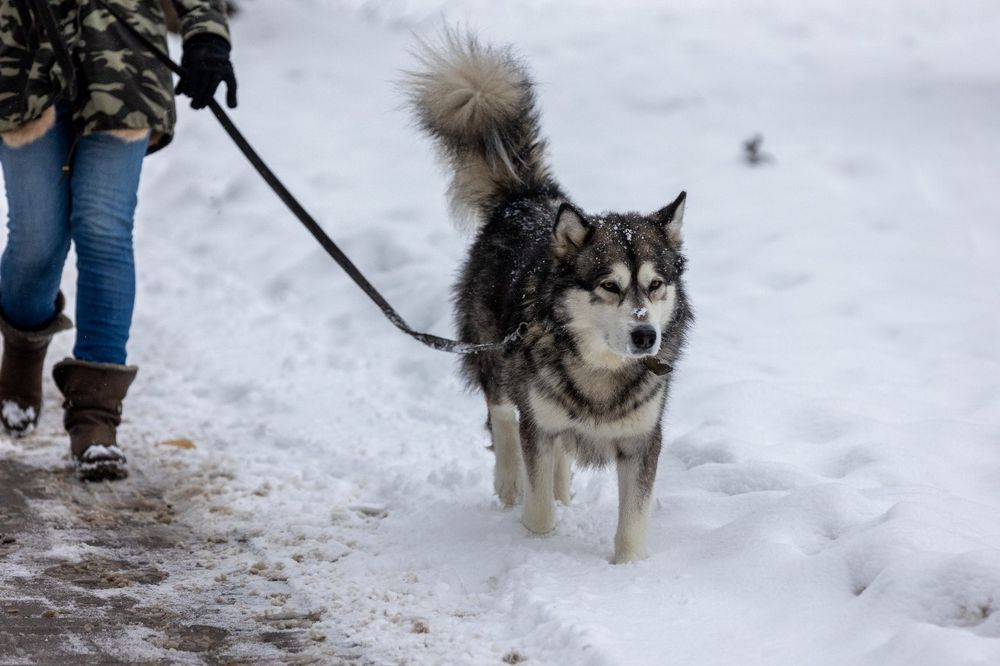 Аляскинский маламут ищет невесту