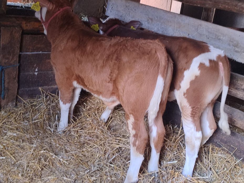 Vând doi viței bălțați