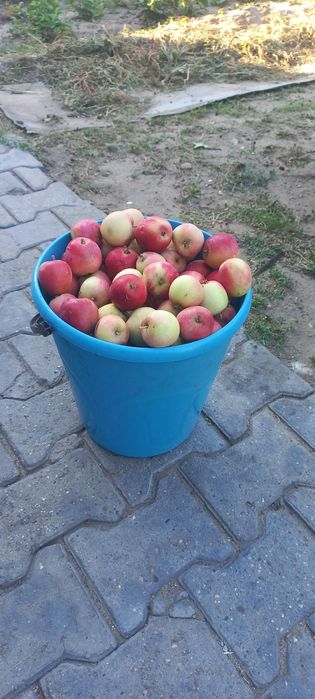 Продаю ранетки самовывоз
