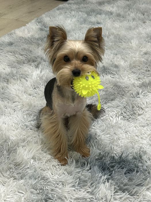 Продам йорка мальчика