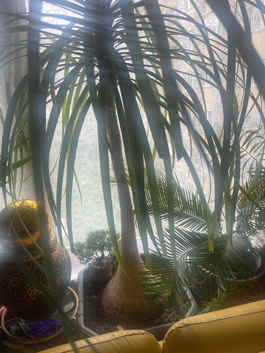 Нолина _ екзотично цвете