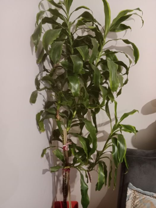 Светы  пальма метр 1,70