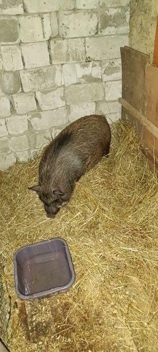 Cînd o purcia vinameza afata mai are un pic și fata